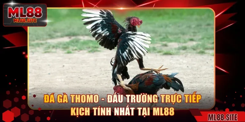 Đá Gà Thomo - Đấu Trường Trực Tiếp Kịch Tính Nhất Tại ML88