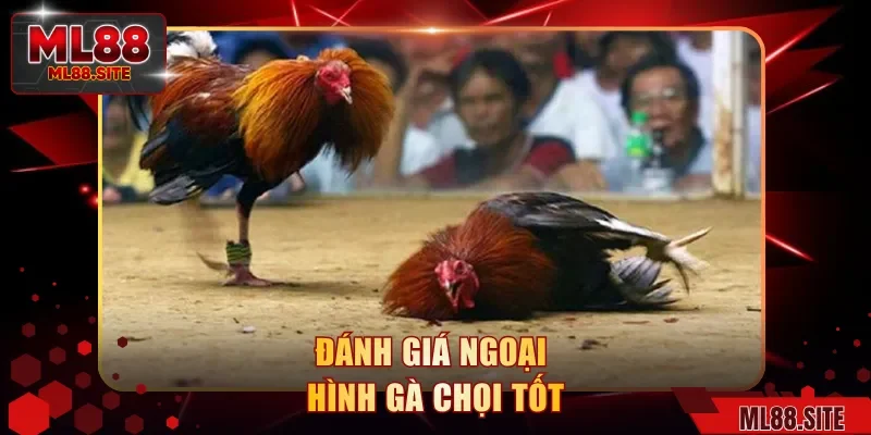 Đánh giá ngoại hình gà chọi tốt