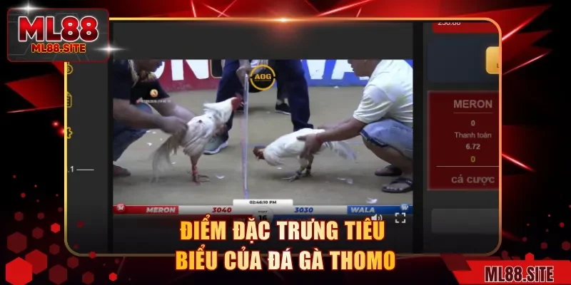Điểm đặc trưng tiêu biểu của đá gà thomo