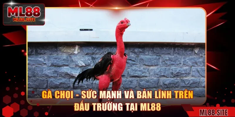 Gà Chọi - Sức Mạnh Và Bản Lĩnh Trên Đấu Trường Tại ML88