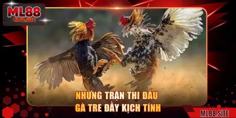 Những trận thi đấu gà tre đầy kịch tính