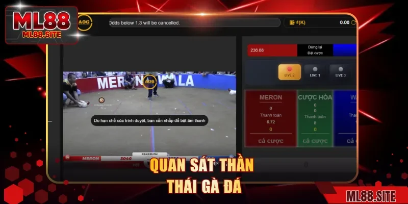 Quan sát thần thái gà đá