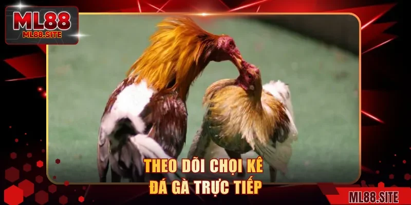 Theo dõi chọi kê đá gà trực tiếp