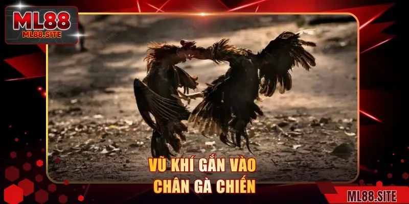 Vũ khí gắn vào chân gà chiến